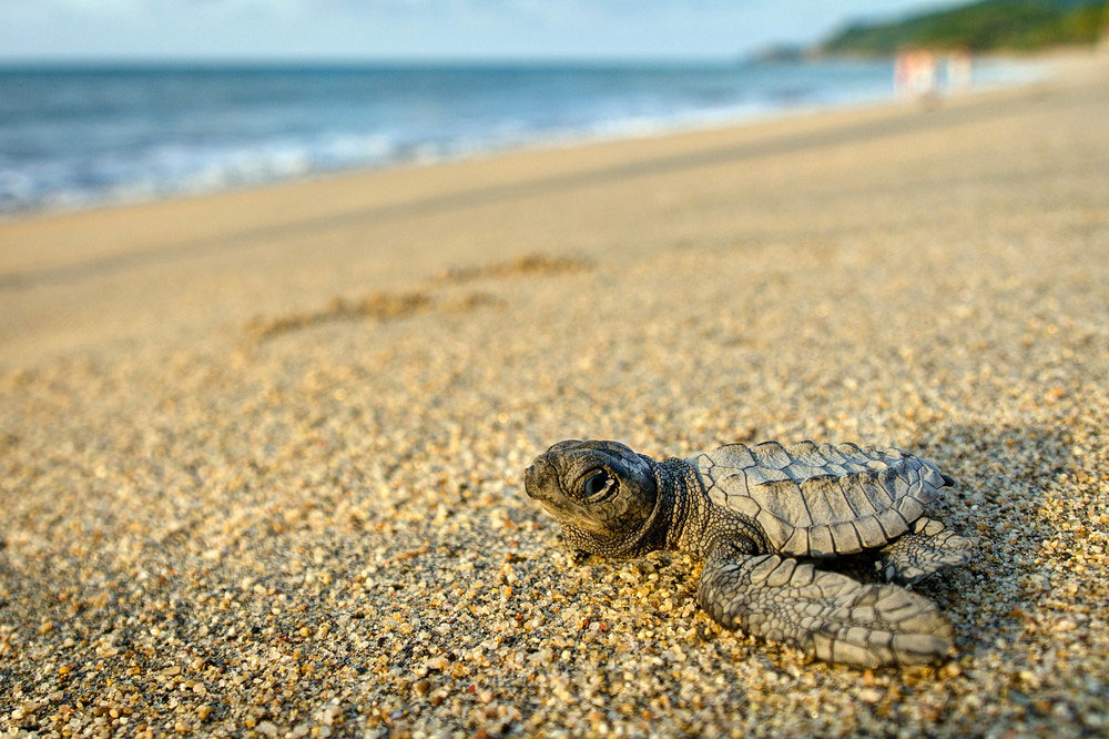 The annual festival celebrates the arrival of Olive Ridley sea turtles, which come to the beach to lay their eggs. You can witness the hatching of the eggs and the release of the baby turtles into the sea. It is a unique opportunity to learn about the marine environment and the importance of protecting these endangered creatures.