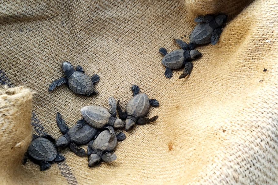 Velas Turtle Festival | Green Cliff Homestay & Sunset Point