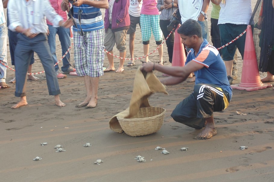 Velas Turtle Festival | Green Cliff Homestay & Sunset Point