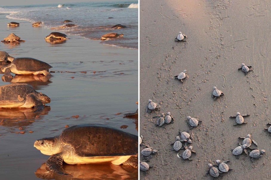 Velas Turtle Festival | Green Cliff Homestay & Sunset Point