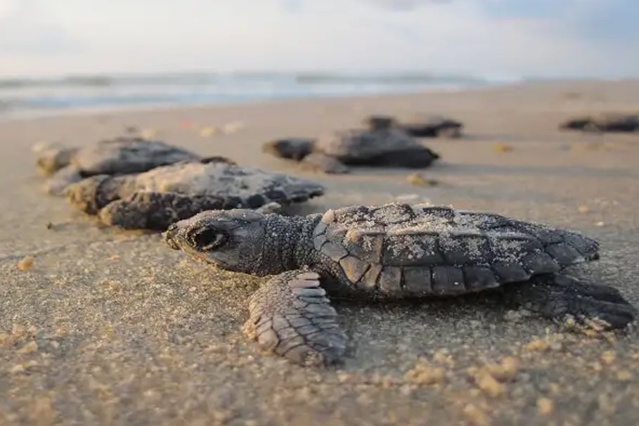 Velas Turtle Festival | Green Cliff Homestay & Sunset Point