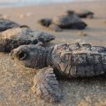 Journey into the Heart of Conservation: Velas Turtle Festival 2024